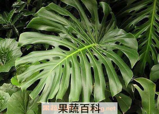 狮子尾的功效与作用
