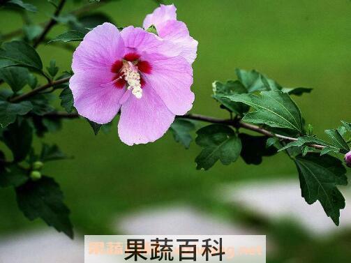 木槿花黄叶子怎么回事 木槿花叶子黄了怎么办