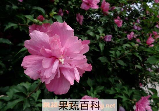 木槿花黄叶子怎么回事 木槿花叶子黄了怎么办