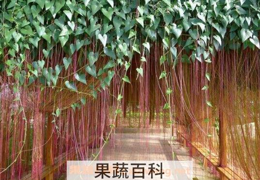锦屏藤的养殖方法和注意事项
