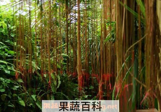 锦屏藤的养殖方法和注意事项