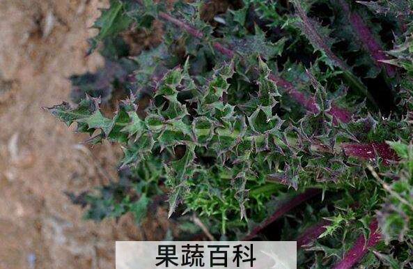花叶滇苦菜的药用价值与禁忌