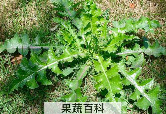 花叶滇苦菜的药用价值与禁忌