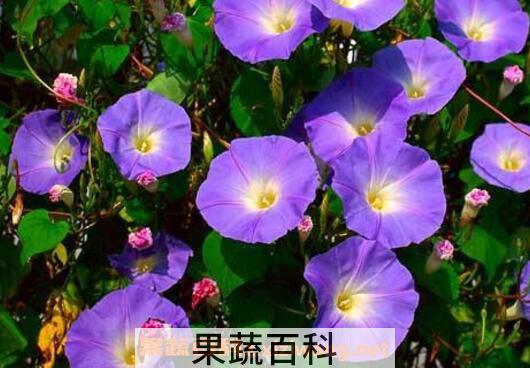 牵牛花的功效与作用