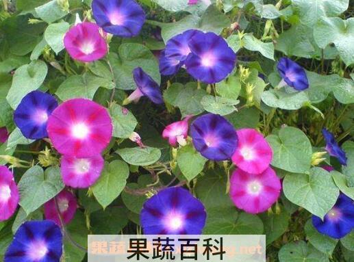 牵牛花的功效与作用