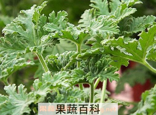 驱蚊草有用吗 驱蚊草的养殖方法