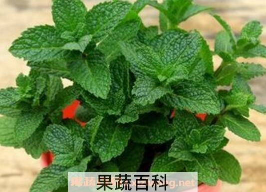 驱蚊草有用吗 驱蚊草的养殖方法