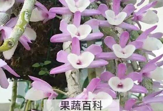 报春石斛的功效与作用