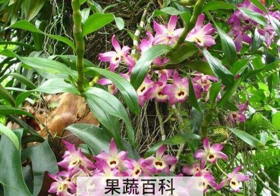 报春石斛的功效与作用