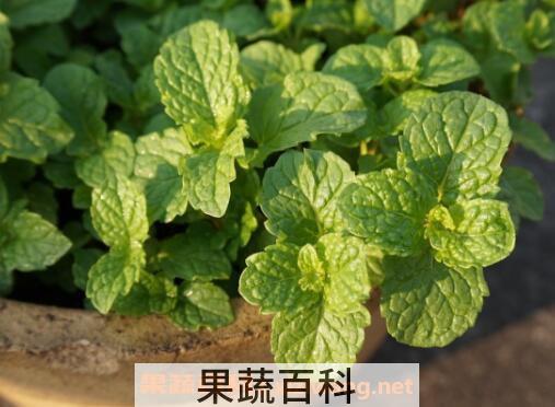 猫薄荷和薄荷的区别