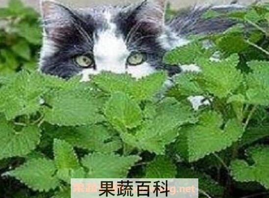 猫薄荷是什么 猫薄荷对猫的好处和危害