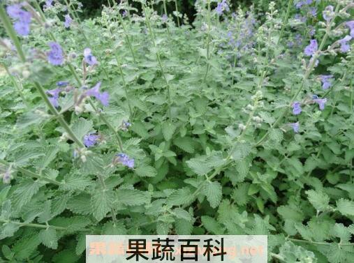 猫薄荷是什么 猫薄荷对猫的好处和危害
