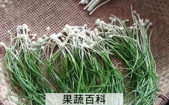 苦蒜的功效和作用 苦蒜的药用功效