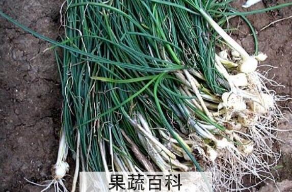 苦蒜的功效和作用 苦蒜的药用功效