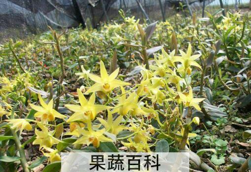 石斛花和什么一起泡最好