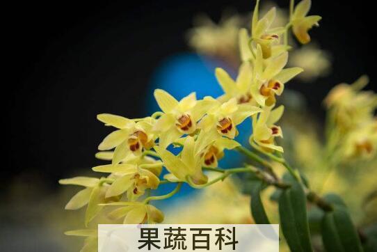 石斛花和什么一起泡最好