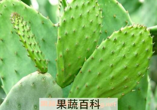 仙人掌捣碎的功效与作用