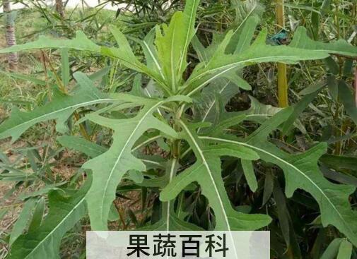 山苦荬的功效与作用