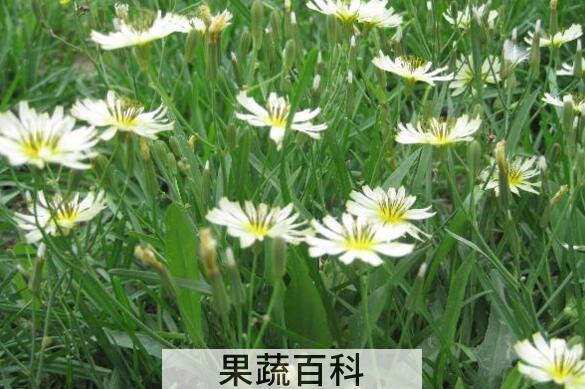 山苦荬的功效与作用
