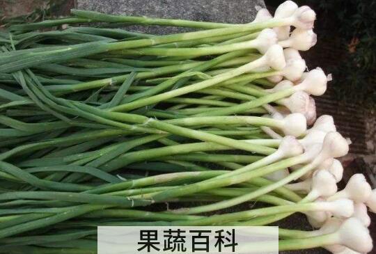 大脑瓜的作用和功效