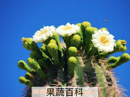 仙人掌花的作用与功效