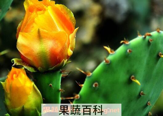 仙人掌花的作用与功效