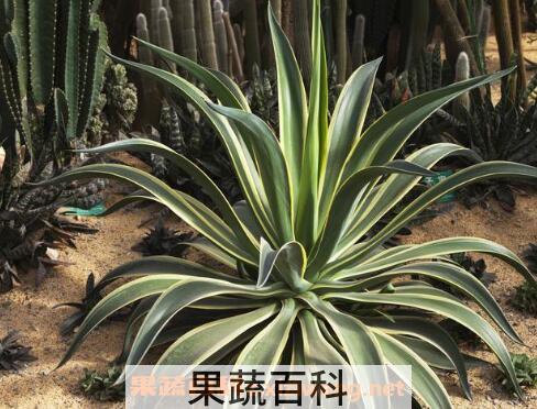 龙舌兰的药用价值与药用功效