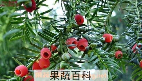 红豆杉