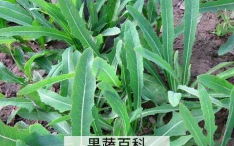 山苦荬和苦荬菜的区别 吃山苦荬的好处