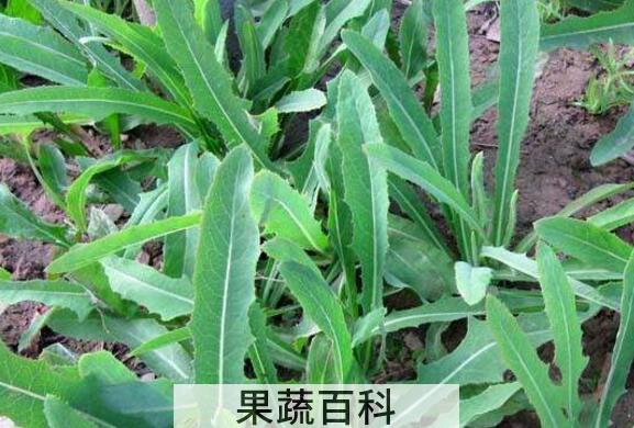 山苦荬和苦荬菜的区别 吃山苦荬的好处