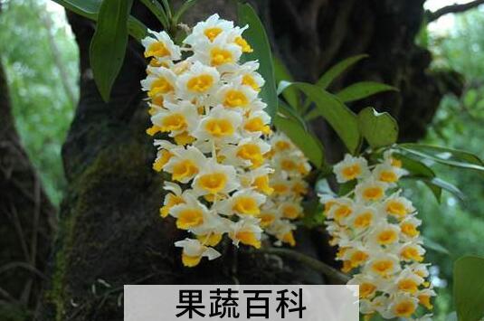 球花石斛的功效与作用 球花石斛的药用价值