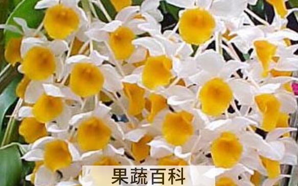 球花石斛的功效与作用 球花石斛的药用价值