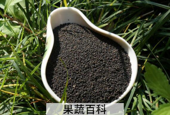 化香虫茶的功效与作用 喝化香虫茶的好处有哪些