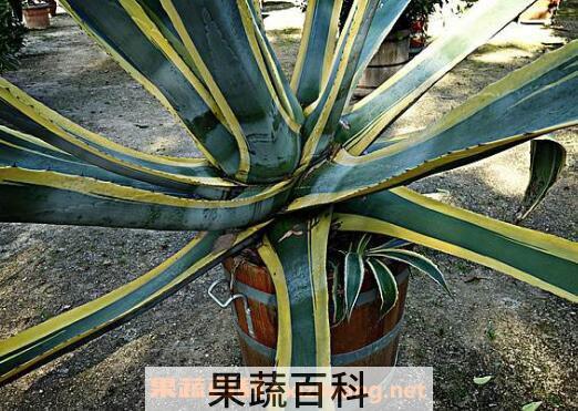 金边龙舌兰的功效与作用及药用价值