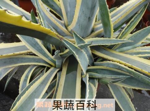 金边龙舌兰的功效与作用及药用价值