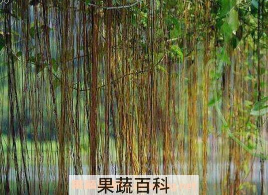 锦屏藤可以在家养吗 锦屏藤怎么繁殖