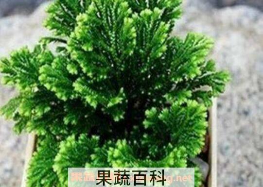 九死还魂草怎么养 还魂草的种植技术