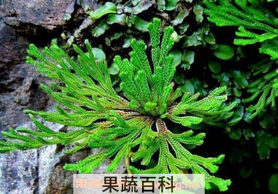 九死还魂草怎么养 还魂草的种植技术