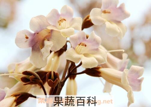 梧桐花的功效与作用及药用价值