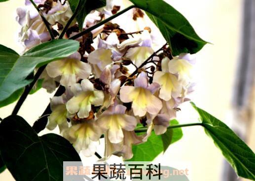 梧桐花的功效与作用及药用价值