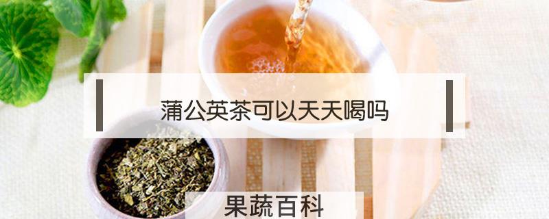 蒲公英茶可以天天喝吗