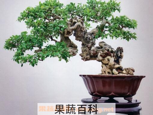 十大盆景名贵树种排名