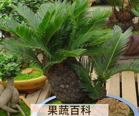 十大盆景名贵树种排名
