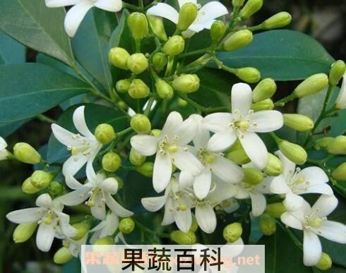 九里香有毒吗 九里香种子种植方法