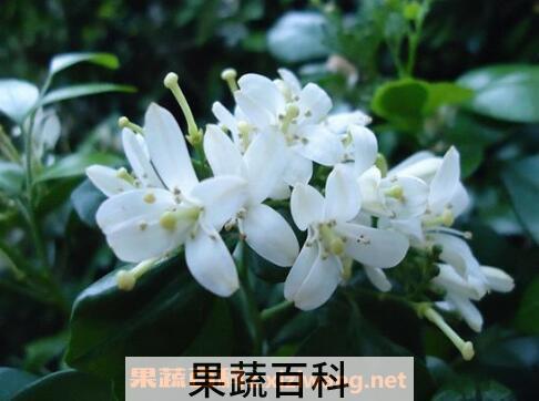 九里香有毒吗 九里香种子种植方法