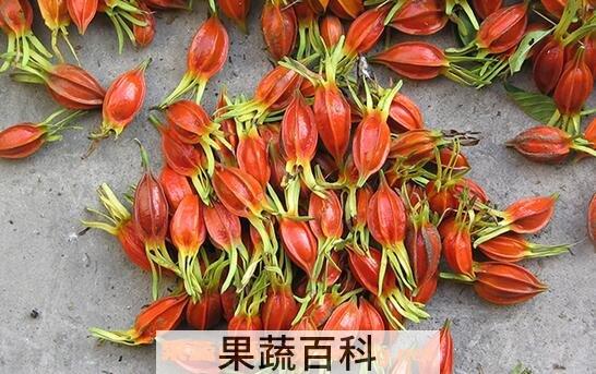 栀子果