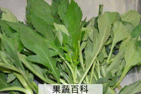 苦苣菜的功效与作用 苦苣菜的做法