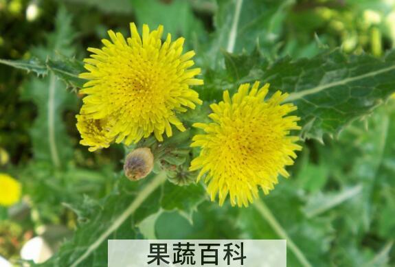 苦苣菜的功效与作用 苦苣菜的做法