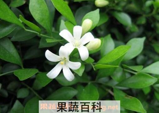 九里香的功效与作用及药用价值