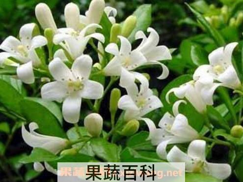九里香的功效与作用及药用价值